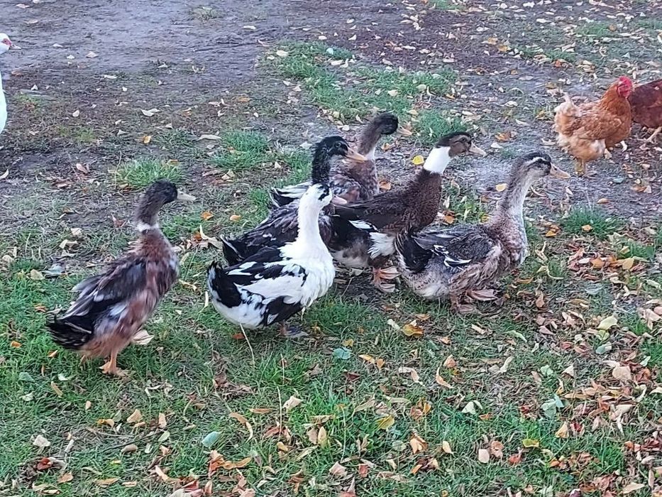 Kaczki Staropolskie młode