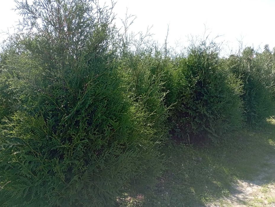 Duże tuje brabant 200 cm szmaragd aureospicata dowóz