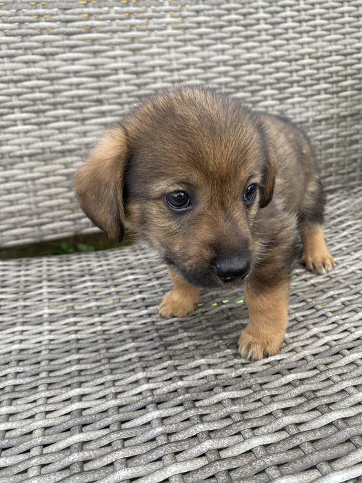 Szczeniak do adopcji za darmo