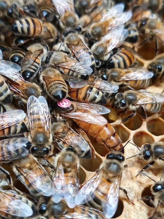 Matki pszczele Buckfast oraz Carnica