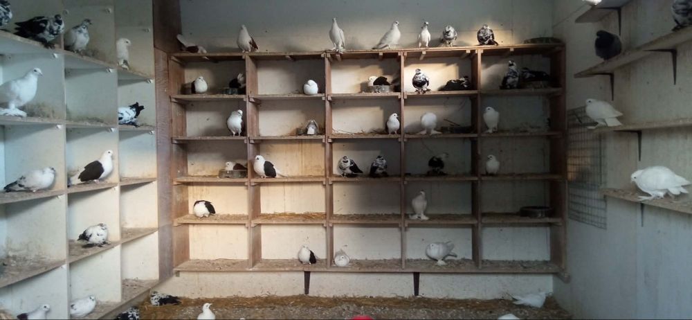 Gołębie,likwidacja stada