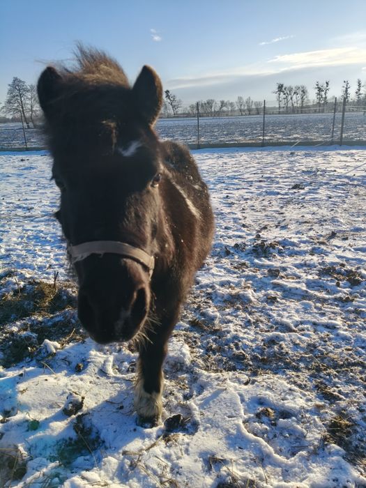 Kucyk do towarzystwa