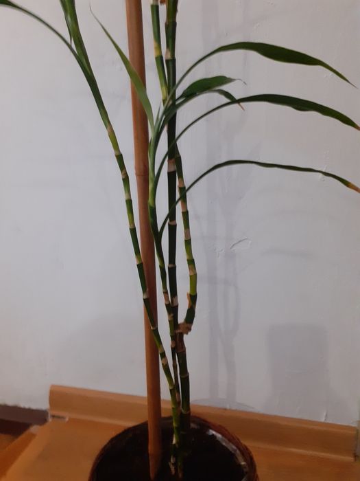 Dracena Sandera wys.120 cm Tychy  OLX.pl