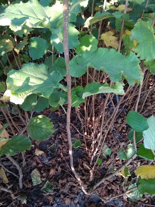 Саджанцi фундука.