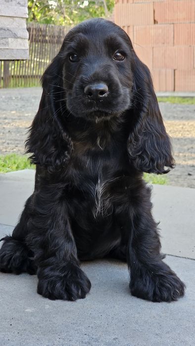 Cocker Spaniel Angielski