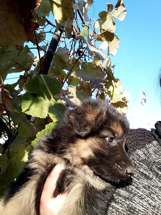 Продам щенков немецкой овчарки.