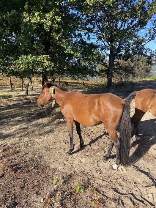 Poldras garranas