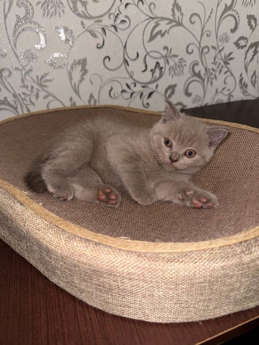 4 шотланскі кошенята