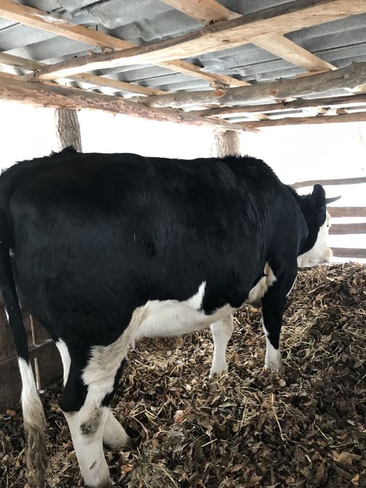 Продам тільну телицю 4 місяці