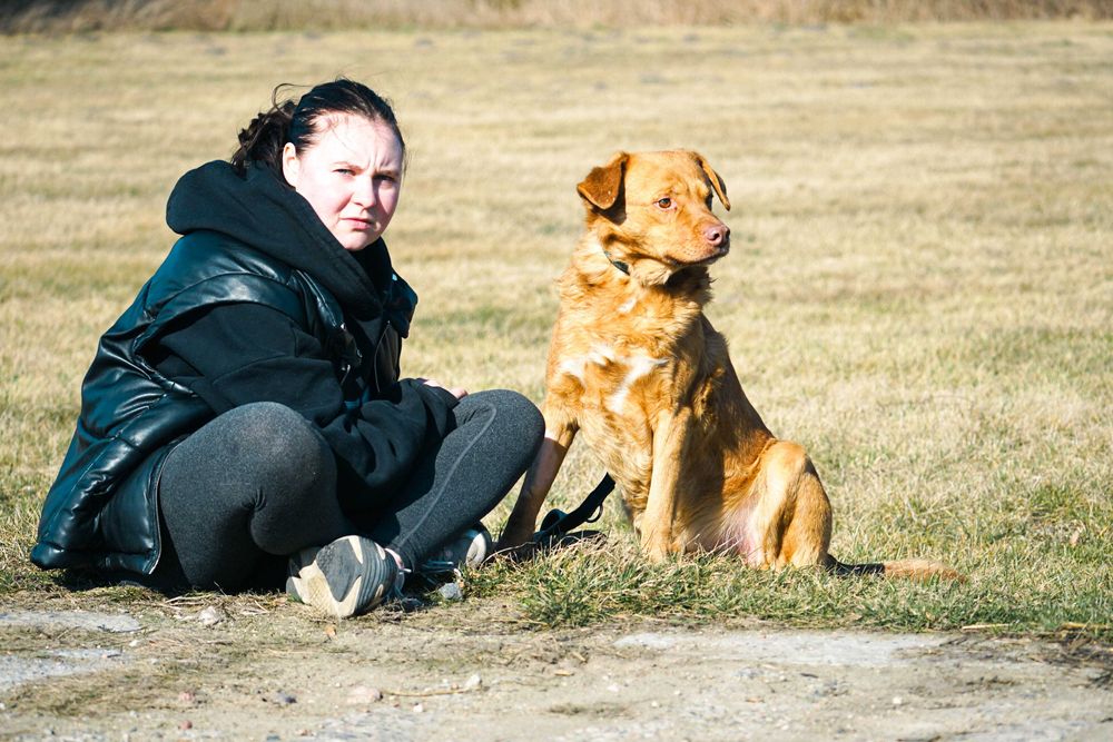 Lenox - śliczny pies w typie labrador