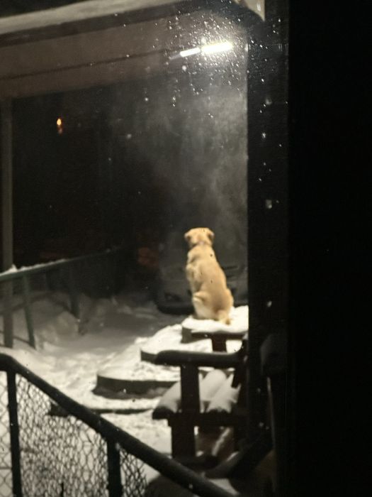 Чистокровный лабрадор Лаки на вязку