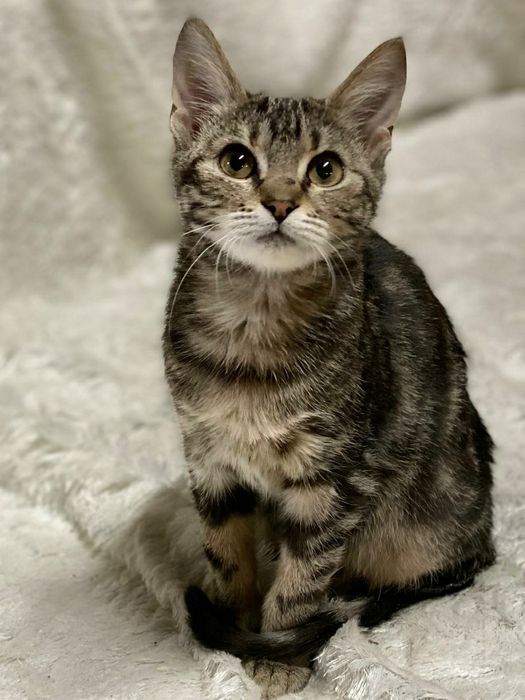 Отдам даром в добрые руки полосатую кошечку