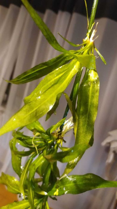 Żabienica - szczepki, oraz inne rośliny do akwarium