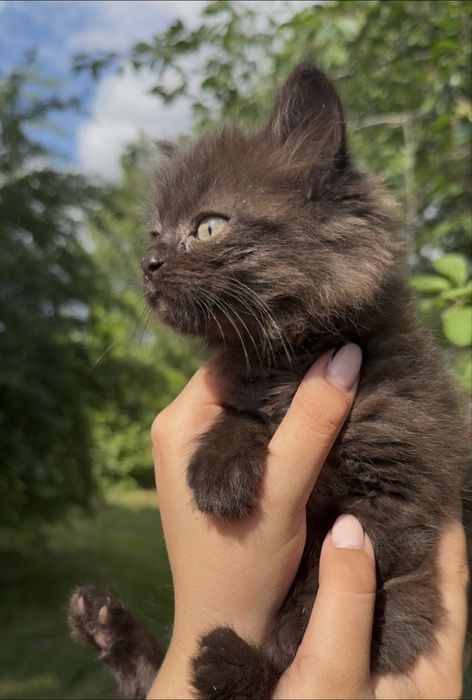 Кошеня в добрі руки