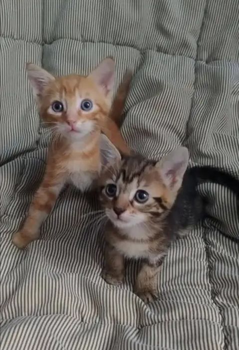 Отдам даром в добрые руки рыжего и полосатого котят