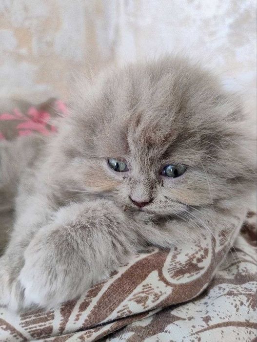 Продаються кошенята!