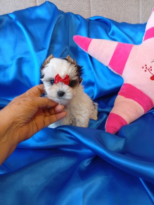 Biewer Yorkshire terrier