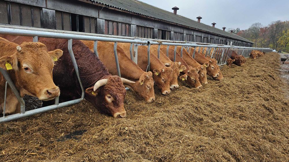 DRABINA SKOSNA dla bydła mocna masywna bydło mięsne