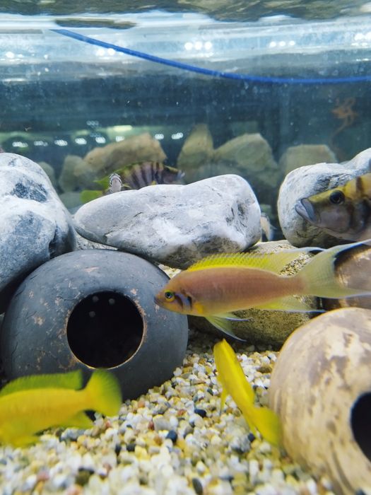 Neolamprologus pulcher księżniczka tanganika