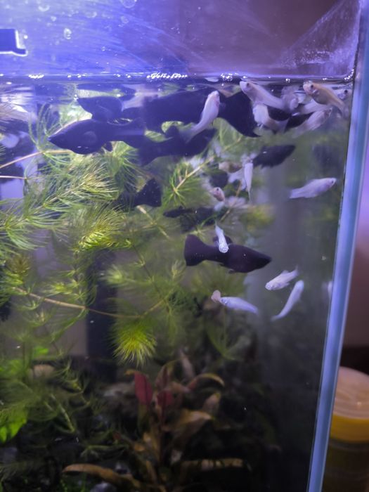 Molinezje białe i czarne