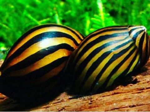 Неретина зебра слимак акваріумний