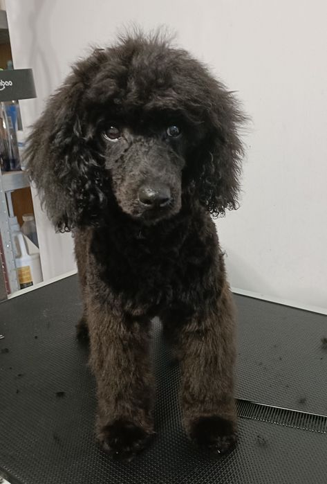 Groomer, psi fryzjer, pielęgnacja, strzyżenie, kąpiel, rozczesywanie.