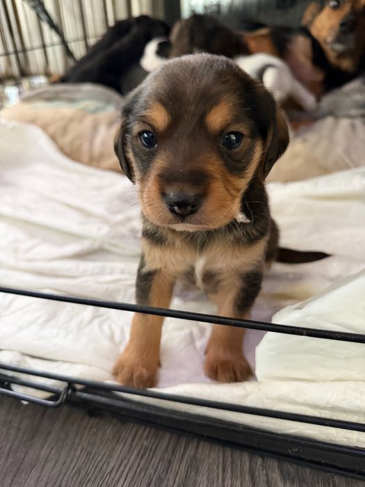 Oddam szczniaka w dobre rece