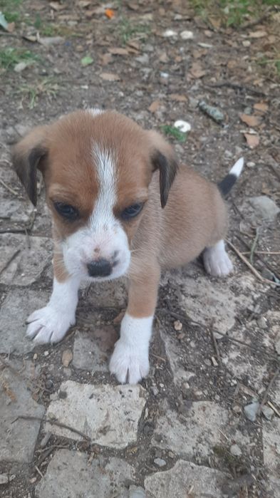Procura-se dono para cachorros