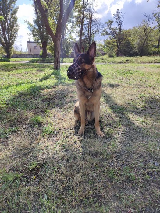 Вязка кобель немецкой овчарки