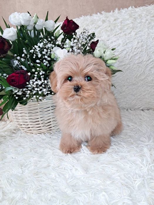 мальтіпу міні