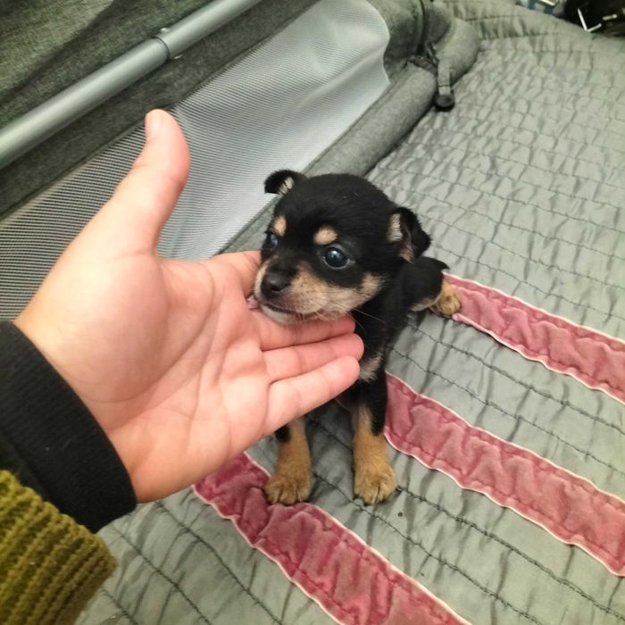 Pinscher mini fêmea