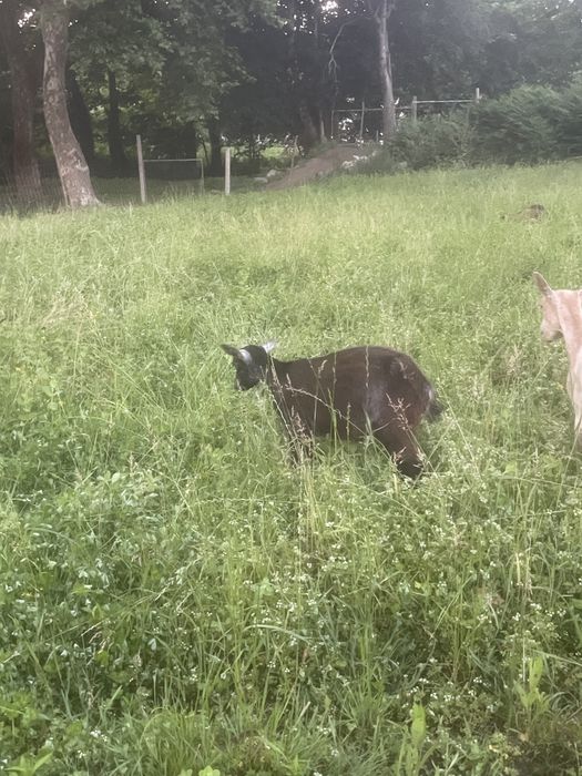 Tenho cabritos e borregos