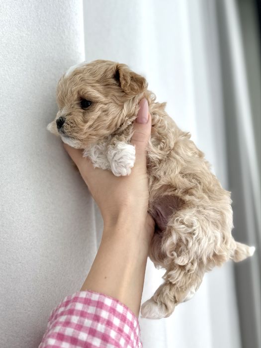 Цуценята Мальтіпу!