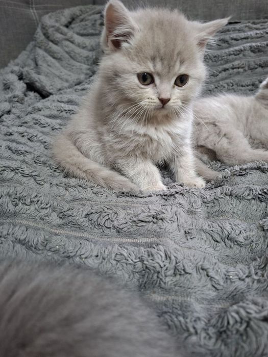 Грайливі кошенята
