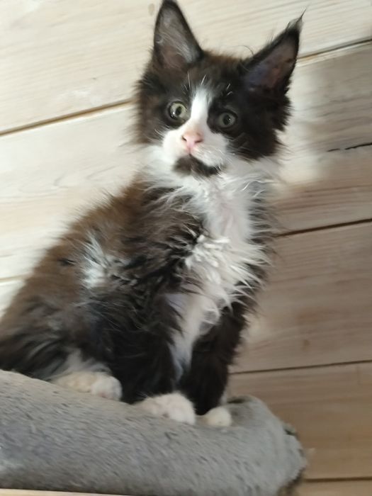 Kocurek JANTAR  cudowny chłopczyk Maine Coon