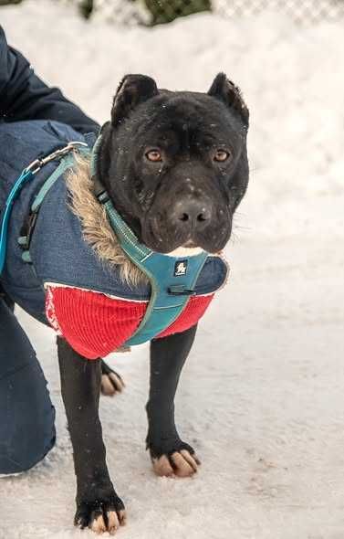 Skrzywdzony Tajson i Tajga szukają domku