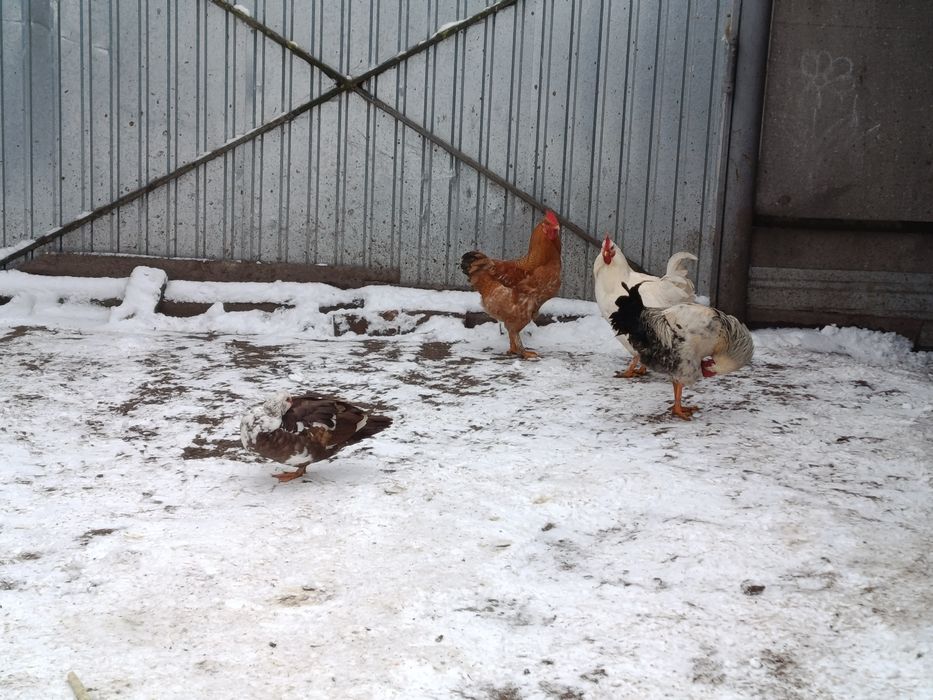 Продам гусей .. на плід або на м'ясо.