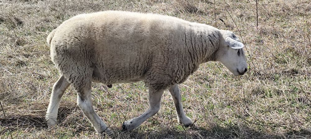 Carneiro raça Texel