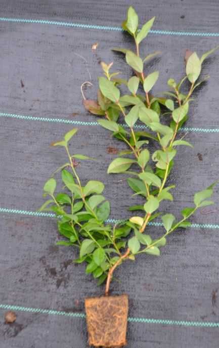 CAC Borówka Amerykańska!2,3,4 letnie Sadzonki Miododajne do 90cm