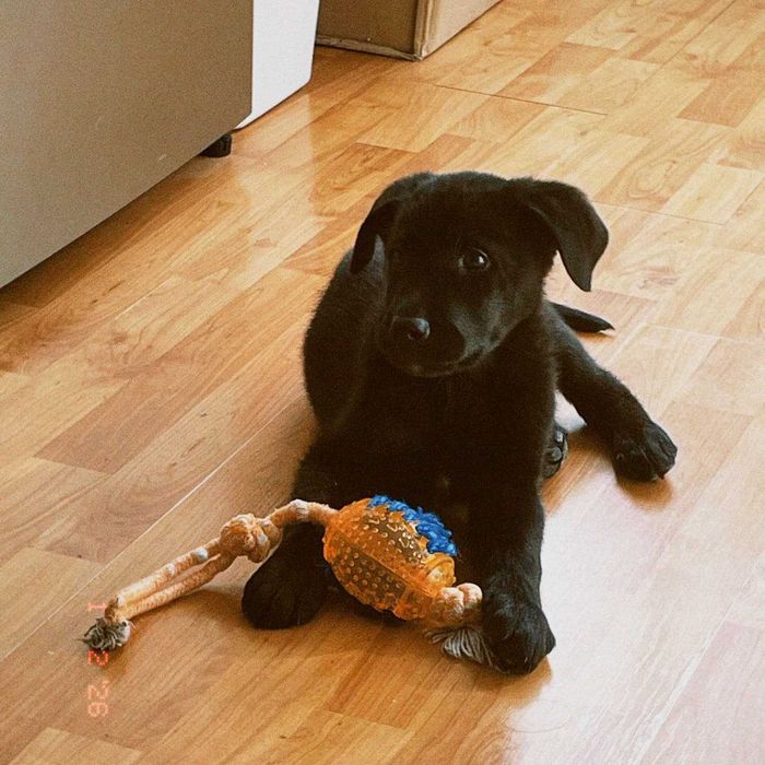 Lucky - cachorro de 10 semanas
