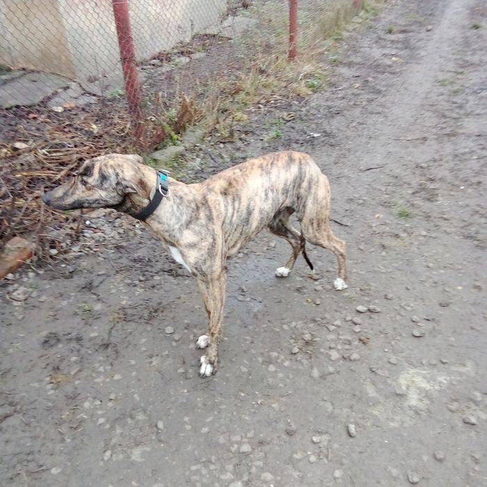 Терміново кобель грейхаунд