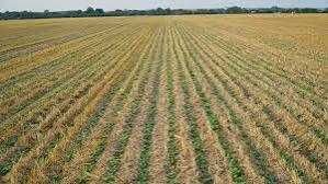 Oferuję profesjonalne usługi siewu metodą STRIP-TILL