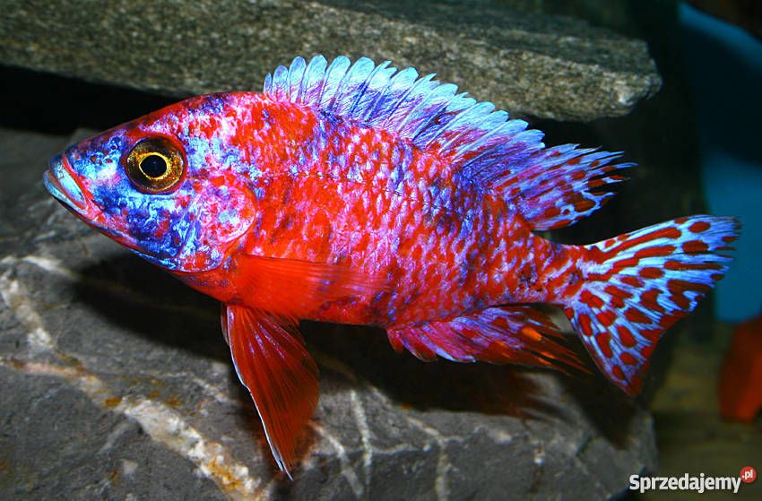 GB MALAWI Pyszczak Aulonocara Calico