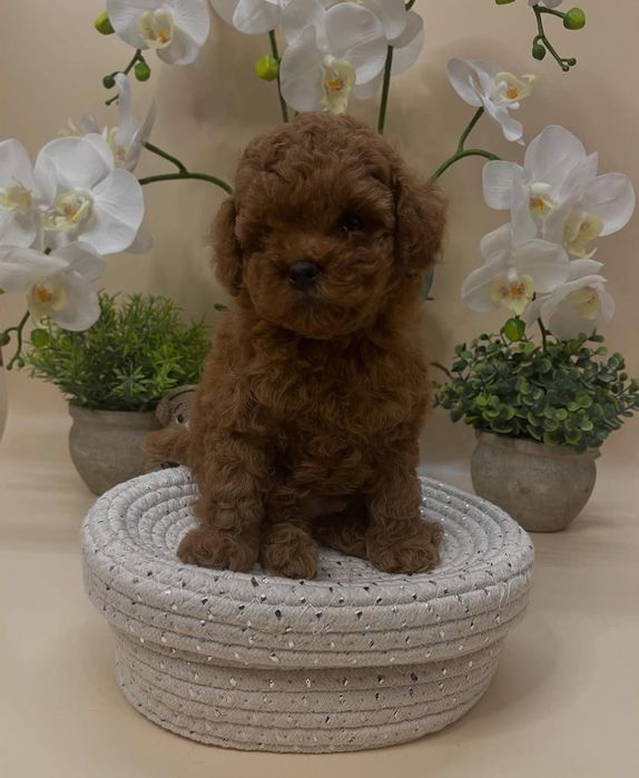 Неймовірне диво той пудель