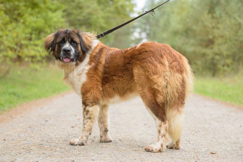 QUEEN - cudowna dama w typie bernardyna