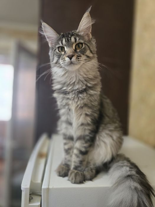 Кошенята  Мейн Кун  продажа