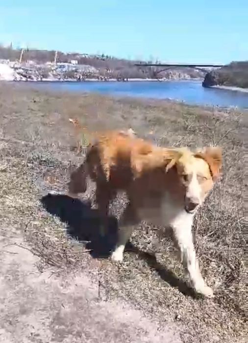 Замечена собака на Вырве