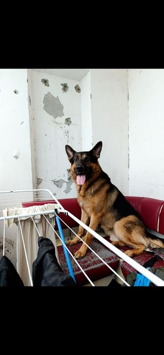 Отдам немца 5 лет