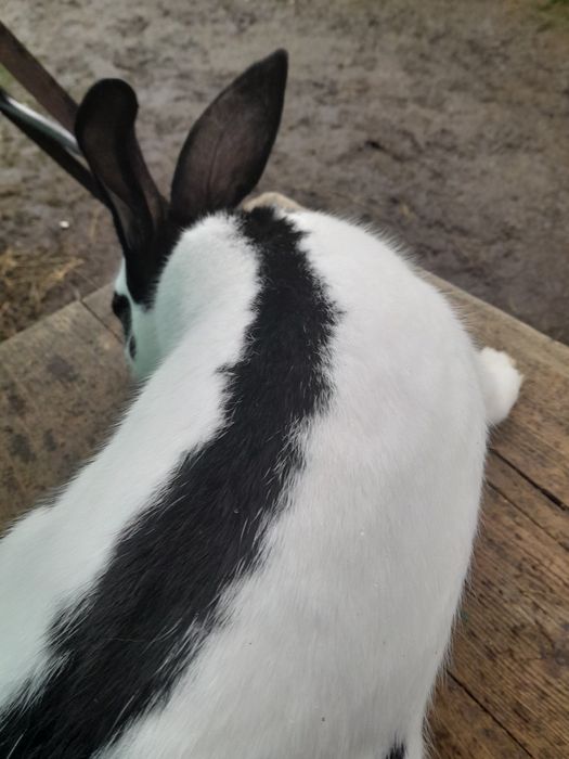 Продам кролики .