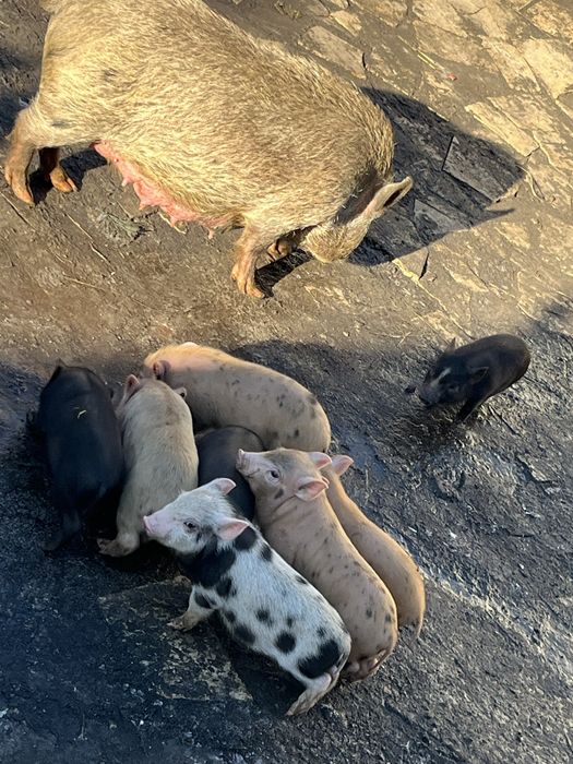 Вєтнамські поросята -5 місяців